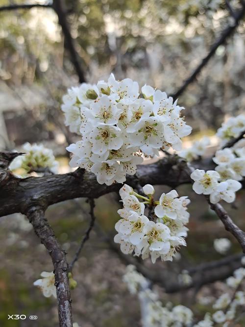 孕育生命的季节作文（《春天的生机》）