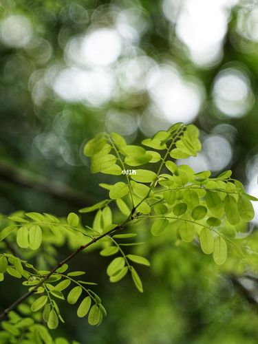 以是蓬勃的春天啊为话题的作文600字（《TheBlossomingSpring》）