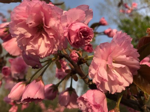 春天的芬芳作文（《花香四溢的春天》）