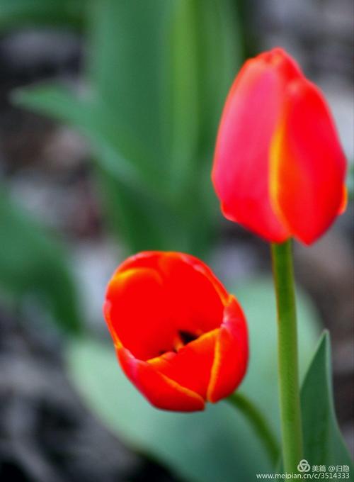 彩色的春天作文500字三年级（《春天的色彩，不仅仅是花和树的颜色》）