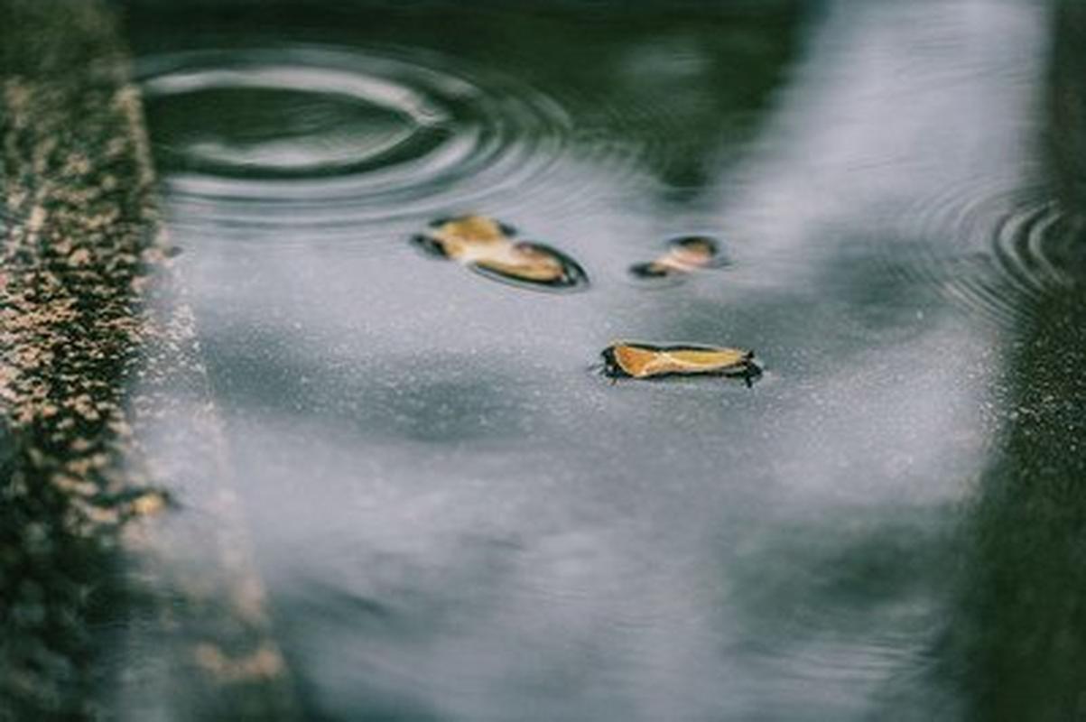 下雨天适合发朋友圈的经典句子大全（雨中花语-雨天朋友圈分享）