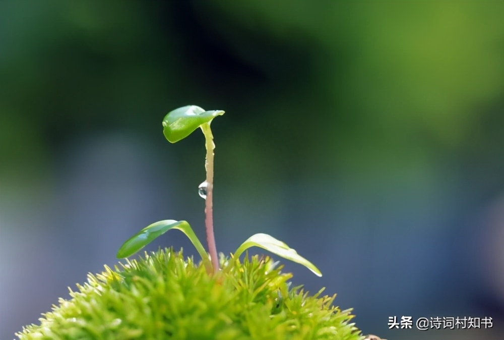 立春经典诗词大全（东风吹梅雪，一夜天下春）