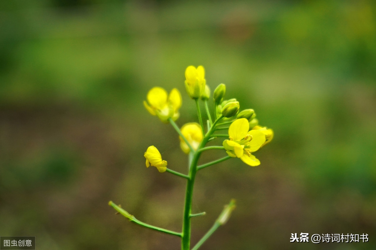 梨花风起正清明，游子寻春半出城（31首描写清明节古诗词）