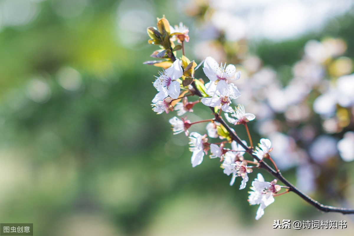 四月南风大麦黄，枣花未落桐阴长（四月古诗词12首）