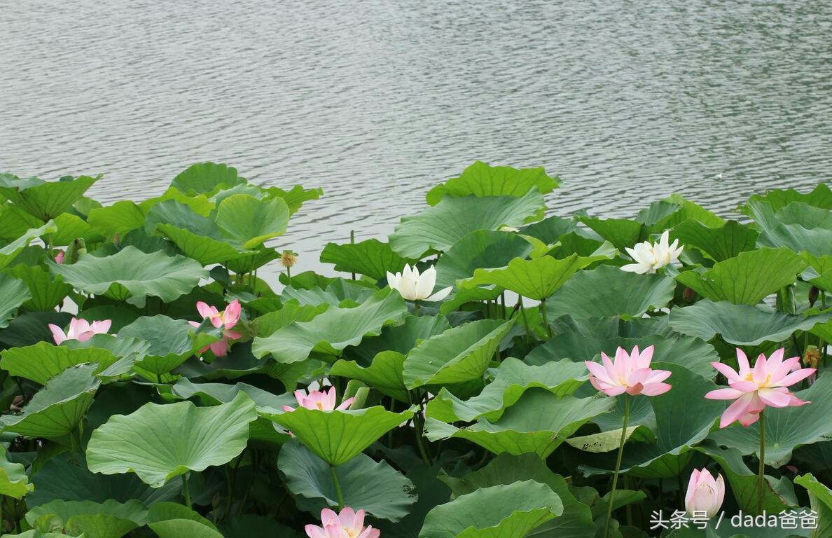 荷花经典诗词大全（赞美荷花古诗词26首）