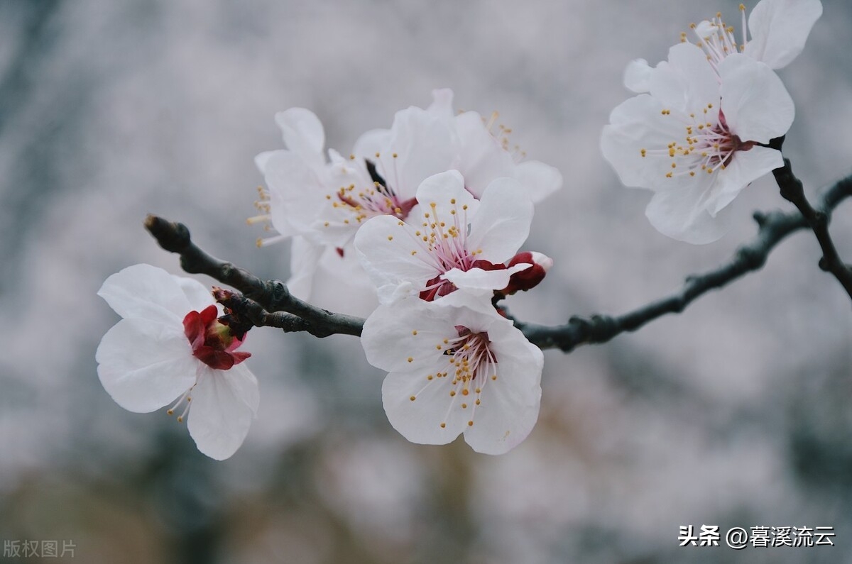 只恐夜深花睡去，故烧高烛照红妆（十首优美春花诗词）