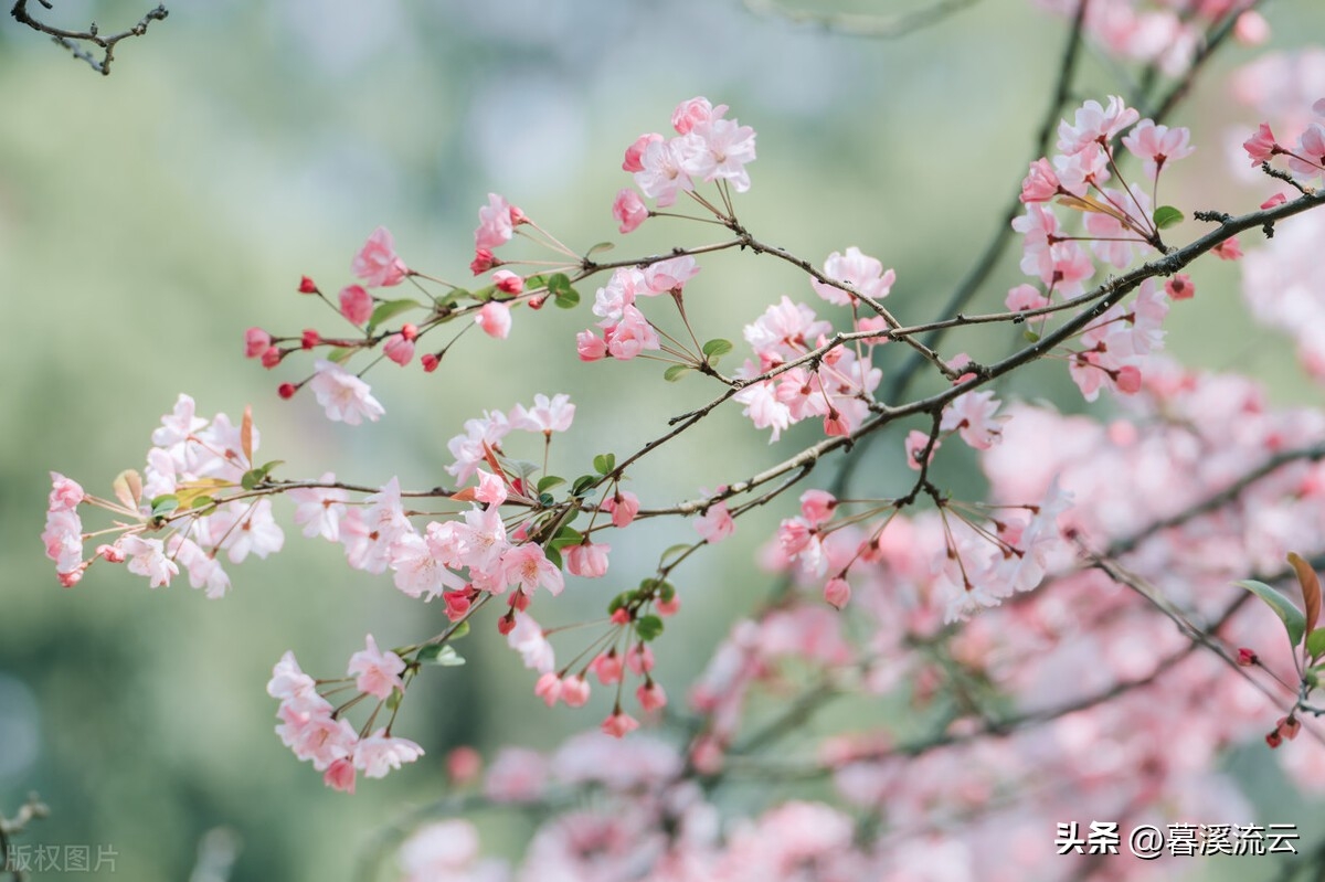 只恐夜深花睡去，故烧高烛照红妆（十首优美春花诗词）