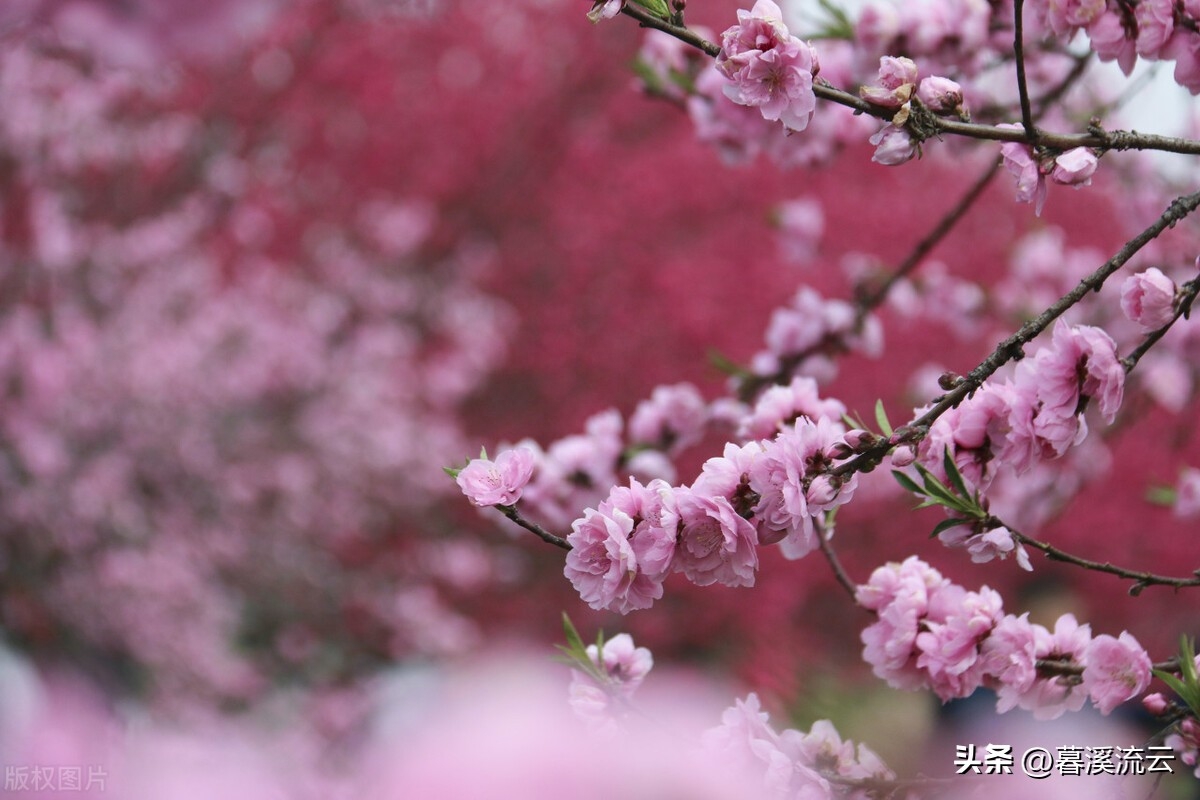 只恐夜深花睡去，故烧高烛照红妆（十首优美春花诗词）