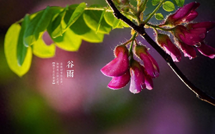 谷雨深春近，茶烟永日香（谷雨时节的经典诗词）