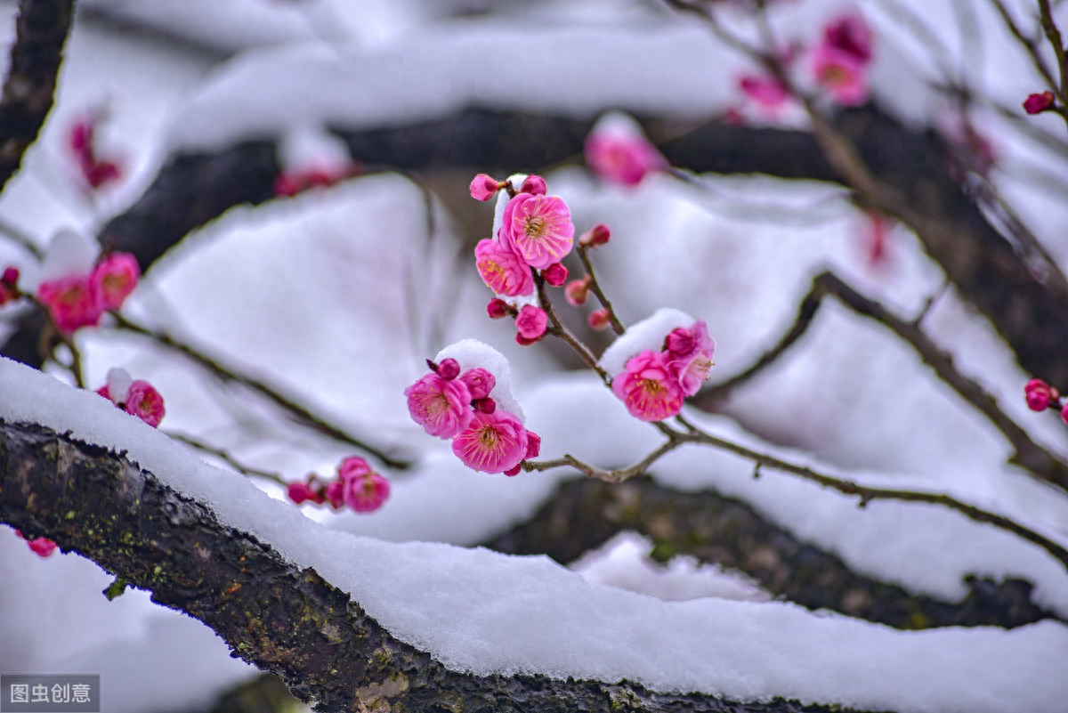 冬天经典古诗词赏析（凤凰台上暮云遮，梅花惊作黄昏雪）