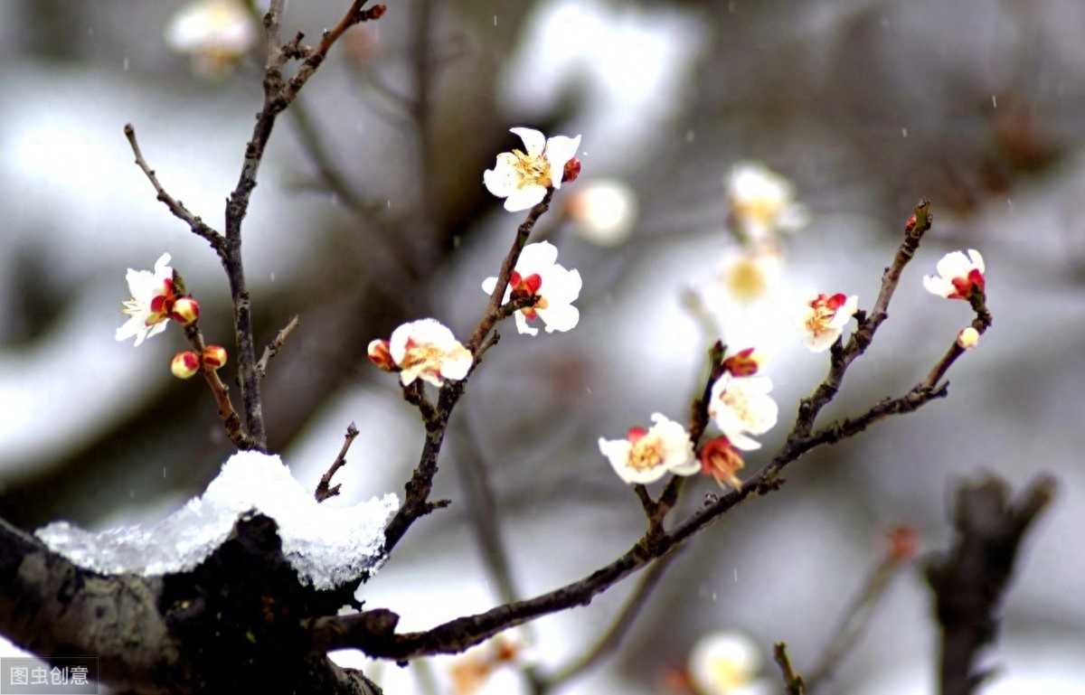 冬天经典古诗词赏析（凤凰台上暮云遮，梅花惊作黄昏雪）