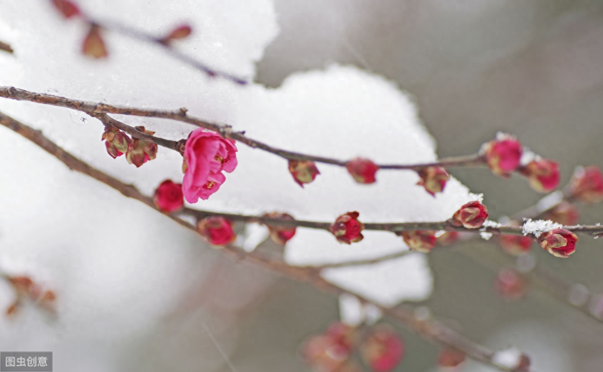 冬天经典古诗词赏析（凤凰台上暮云遮，梅花惊作黄昏雪）