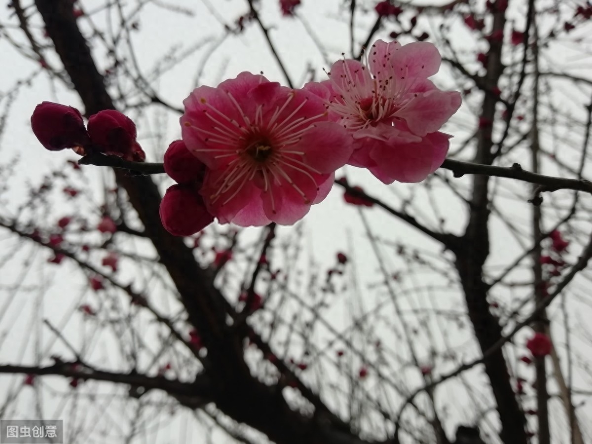 冬天经典古诗词赏析（凤凰台上暮云遮，梅花惊作黄昏雪）