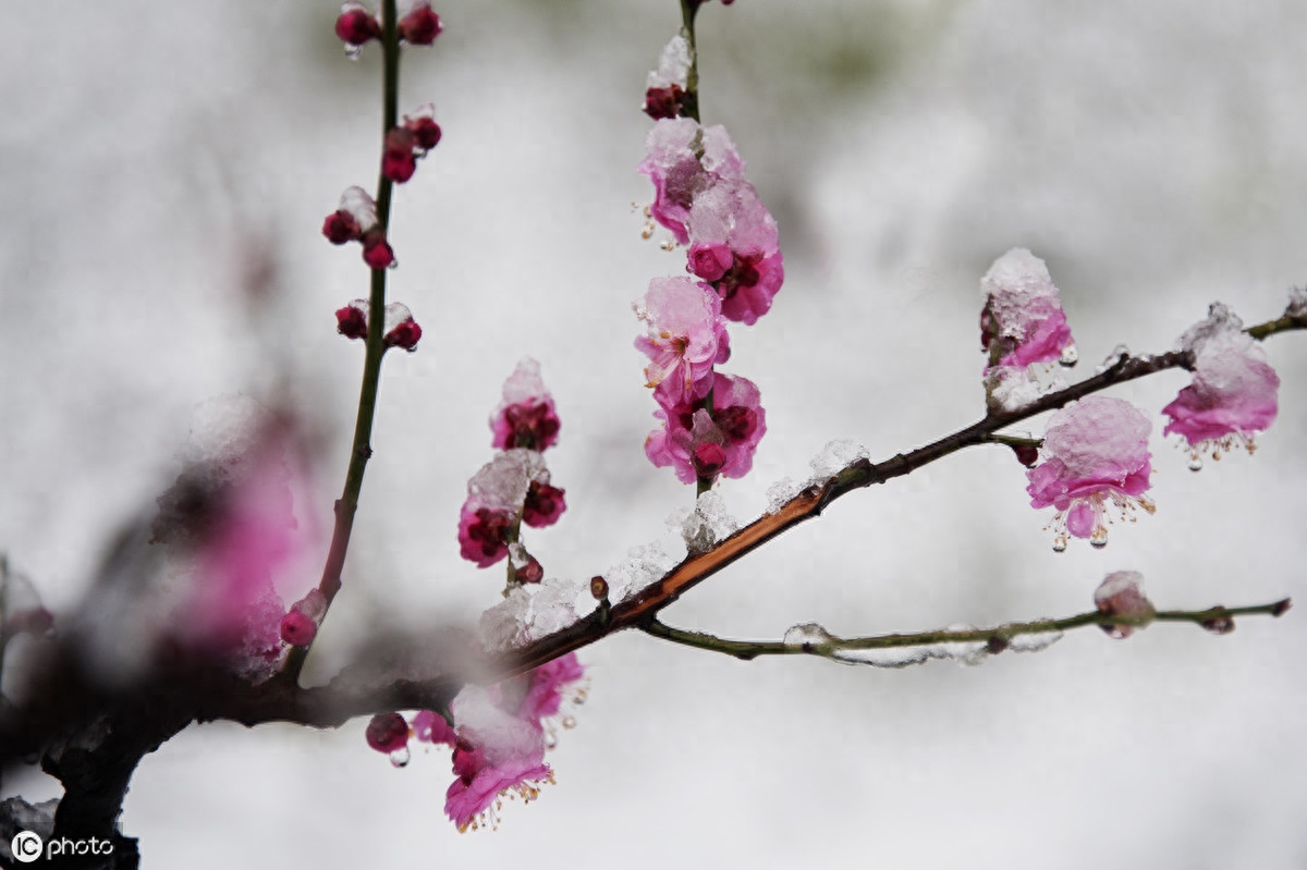 冬天经典古诗词赏析（凤凰台上暮云遮，梅花惊作黄昏雪）