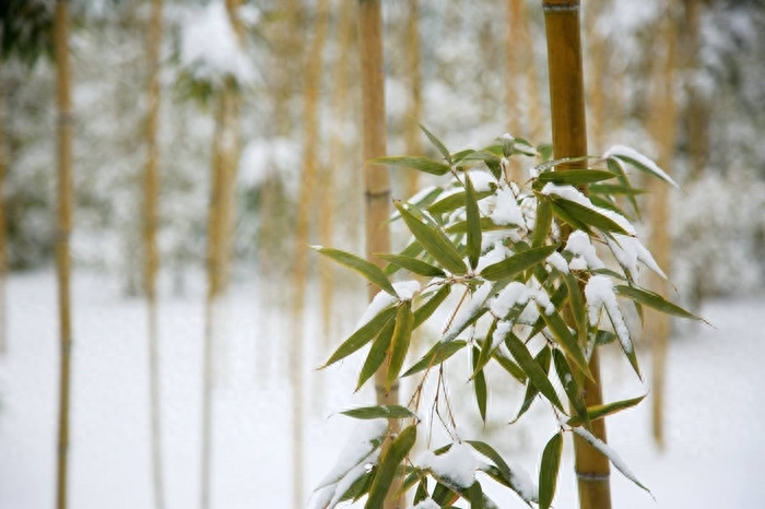 描写对冬天经典喜爱的诗句（煮雪烹茶君子风，浩然踏雪寻梅韵）