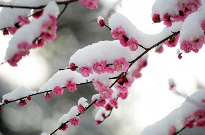 描写对冬天经典喜爱的诗句（煮雪烹茶君子风，浩然踏雪寻梅韵）