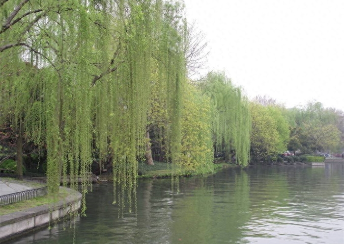 一壶浊酒尽余欢，今宵别梦寒（有关酒的10首诗词）