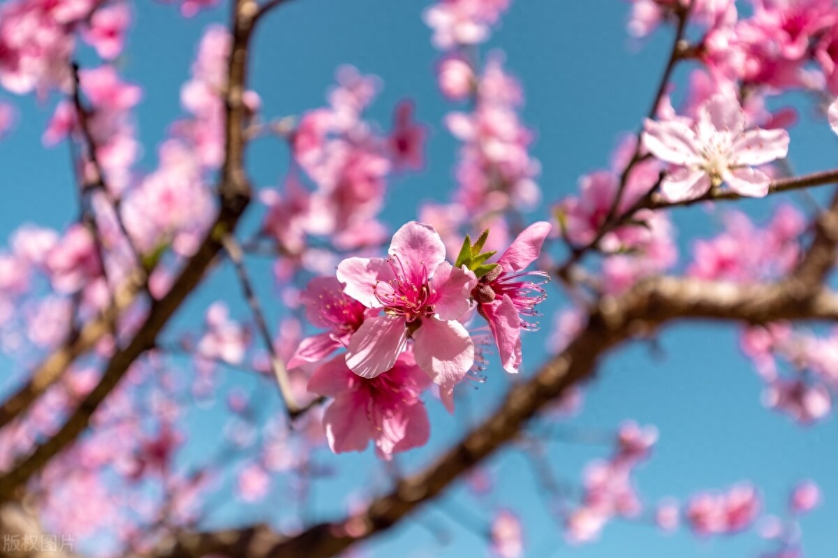 关于春天的经典古诗（七首春日赏花的诗词）