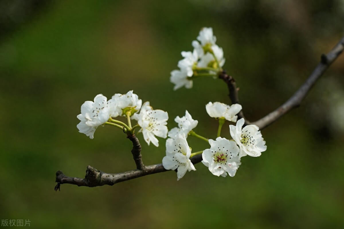 关于春天的经典古诗（七首春日赏花的诗词）