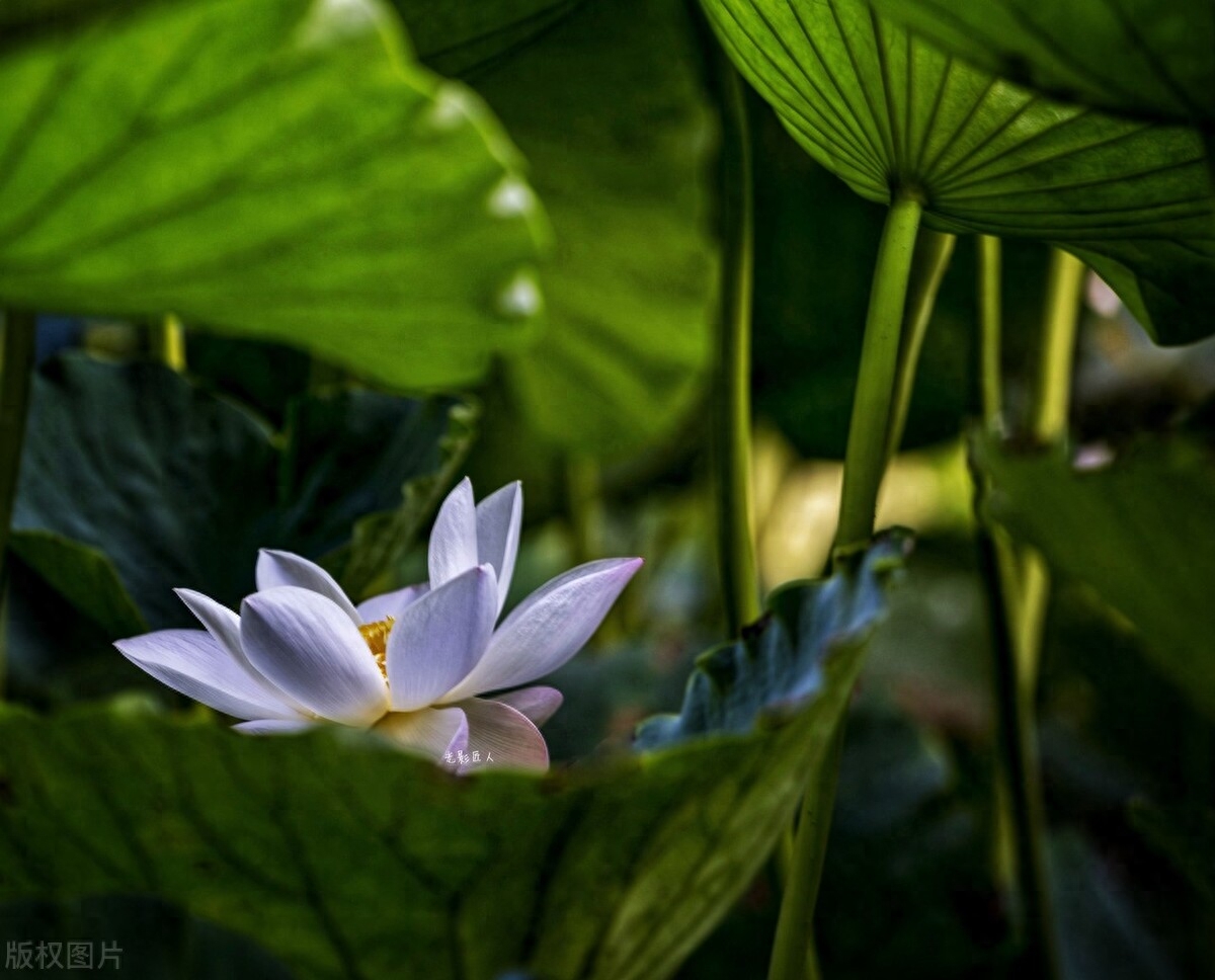 浪漫的爱情古诗词（七首动人的诗词）