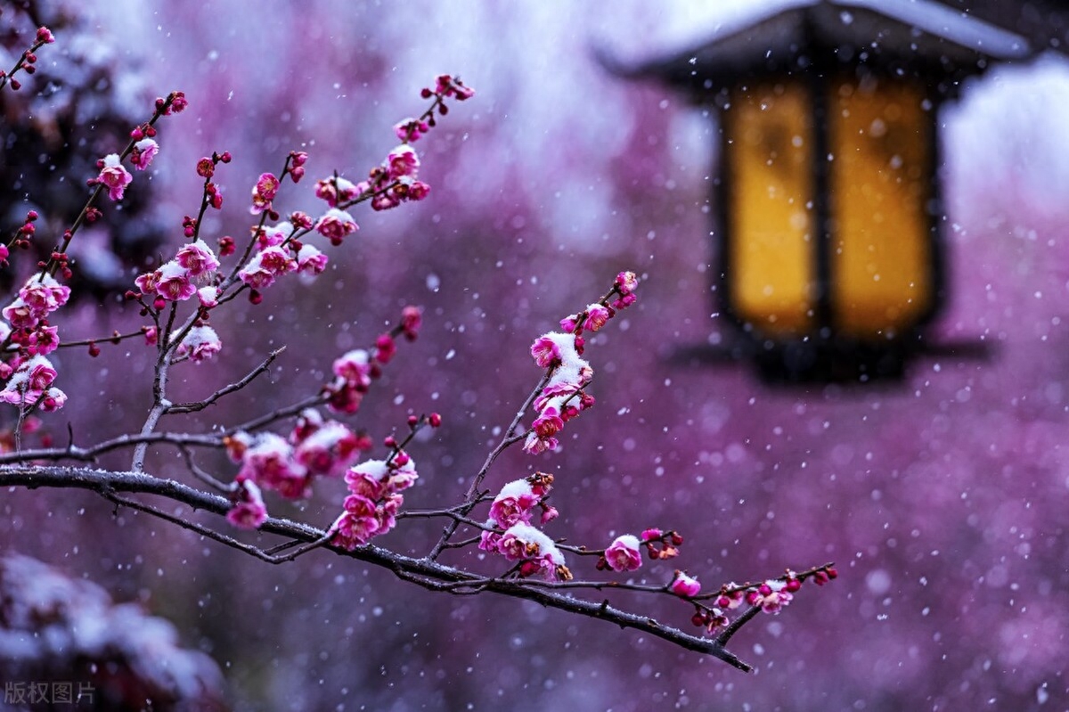 梅花经典诗词有哪些（精选五首梅花的诗词）