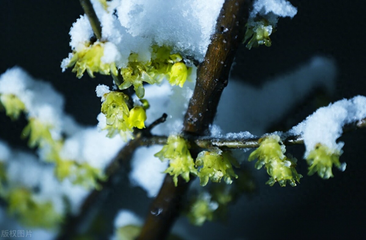 梅花经典诗词有哪些（精选五首梅花的诗词）