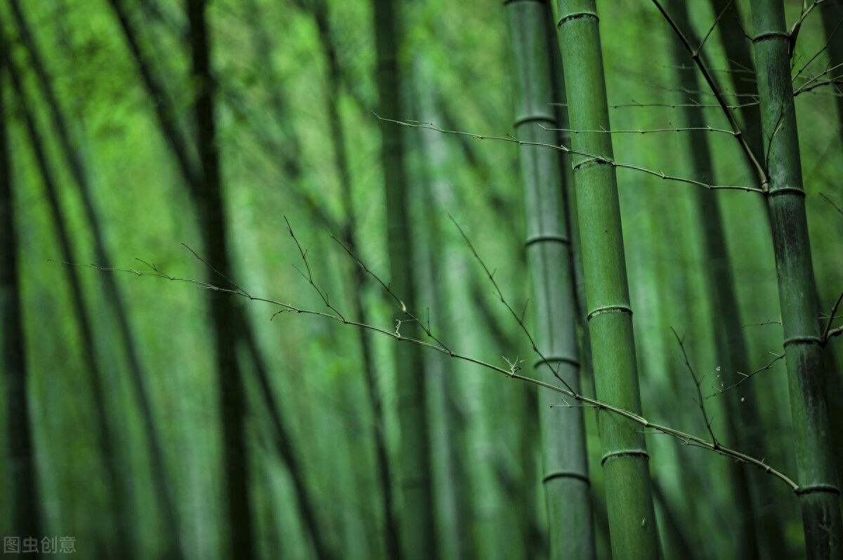 对抗焦虑，安静心神（精选六首忙里偷闲的诗词）