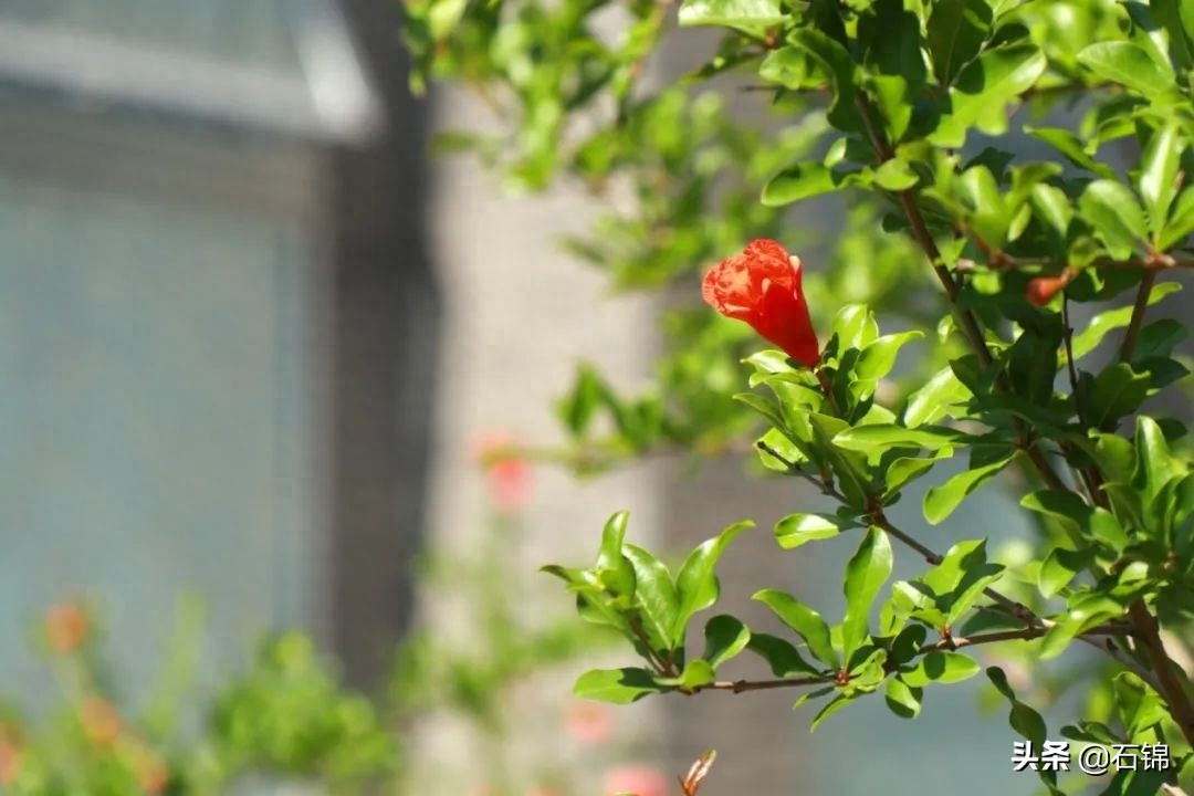 描写浅夏的经典诗词（七首唯美初夏诗词）