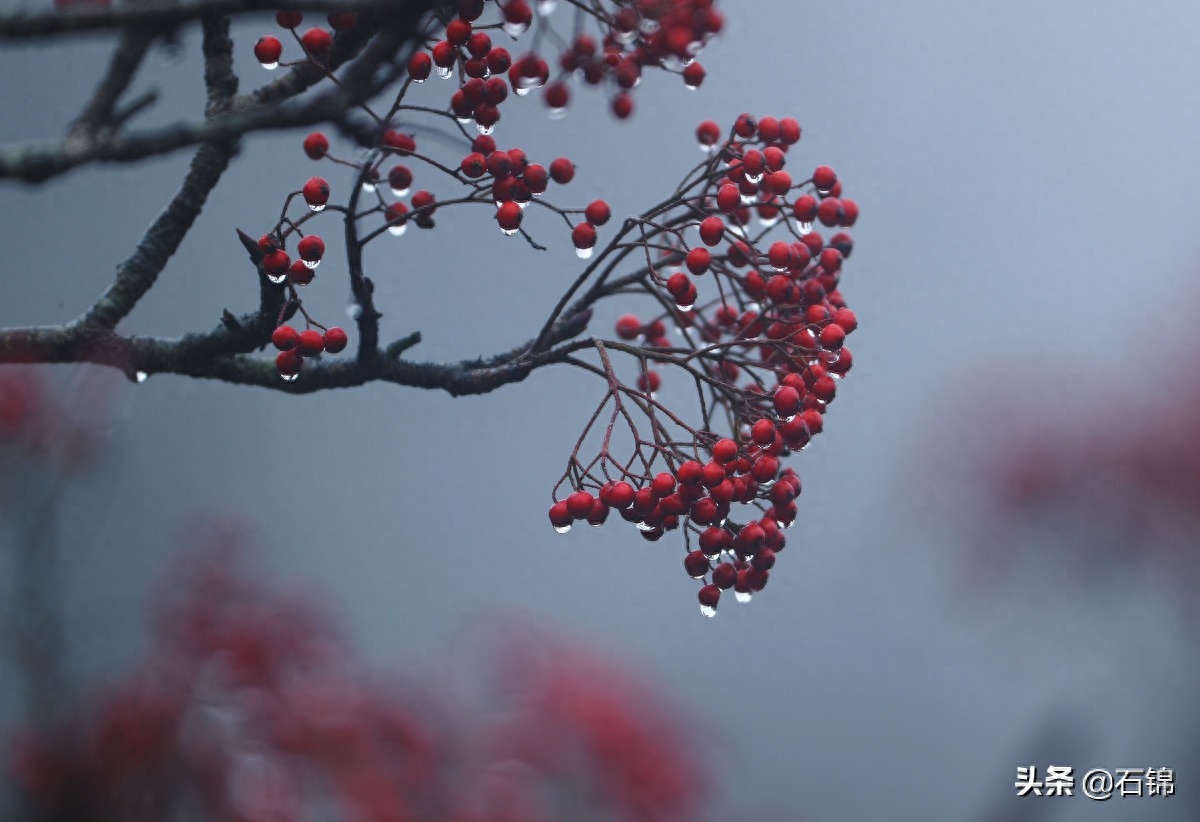 关于秋雨的经典诗词古句（七首秋雨诗词）