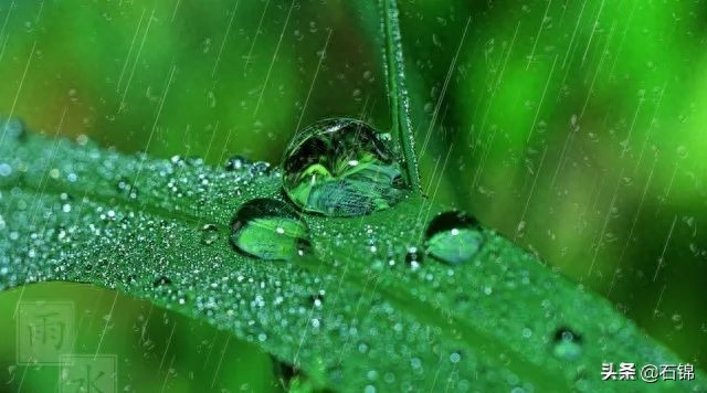 夏雨清风起，听荷绿正浓（分享七首唯美夏雨诗词）