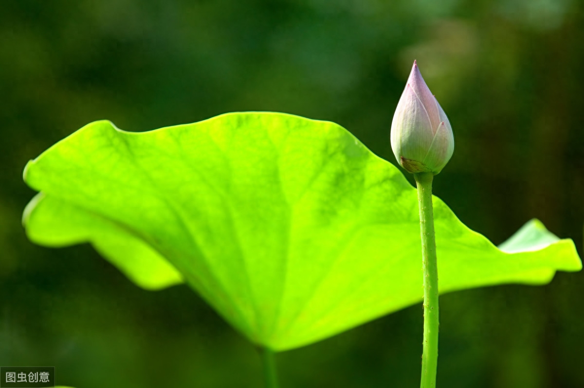 关于夏天的诗词十五首（绿阴铺野换新光，薰风初昼长）