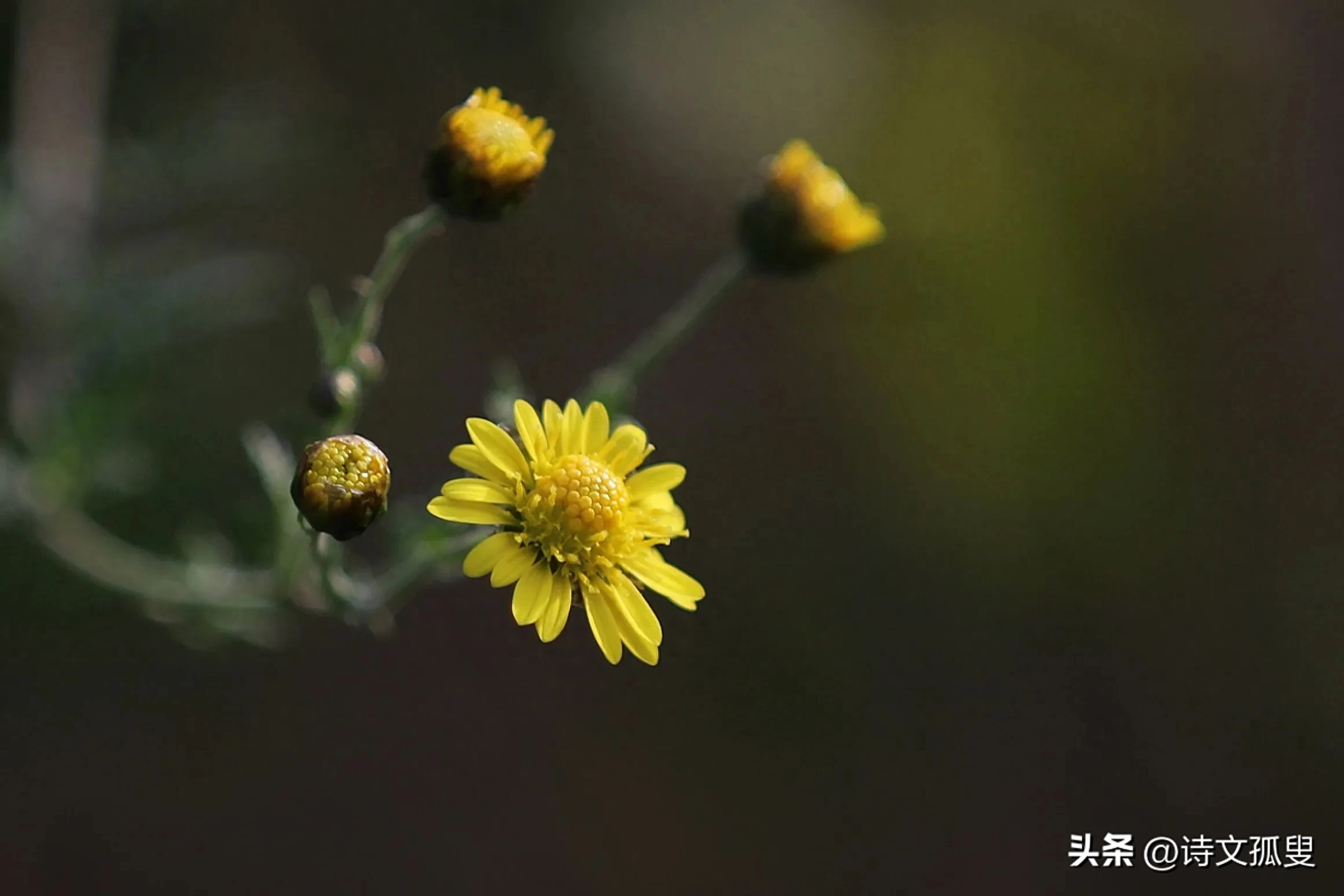 秋风飒飒，菊香悠悠（唯美的季节经典古诗）