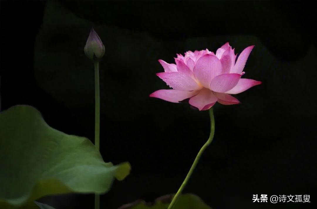 荷花唯美诗词大全（经典的十首写荷花古诗词）