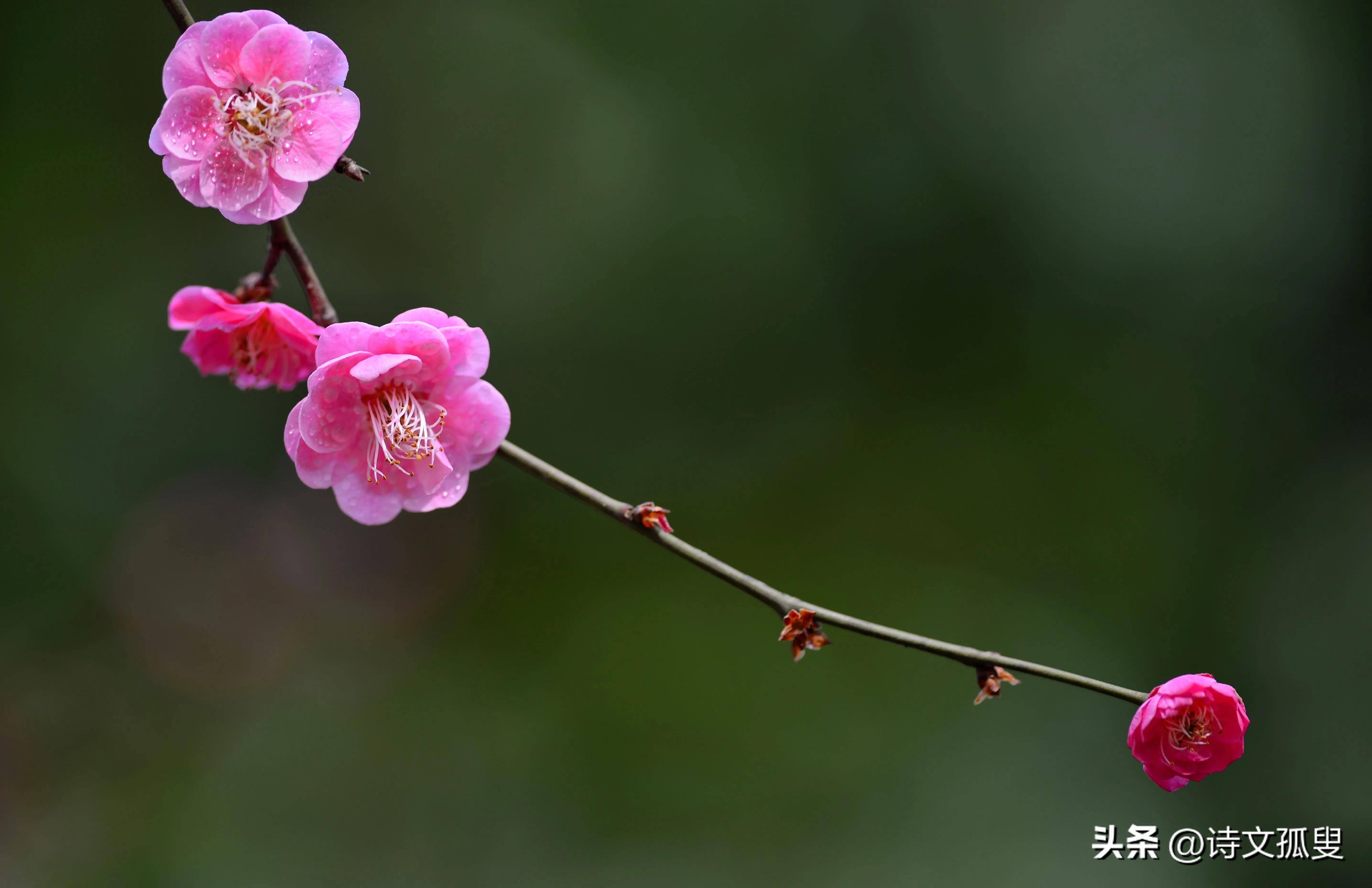 梅花唯美诗词有哪些（十首梅花诗词）