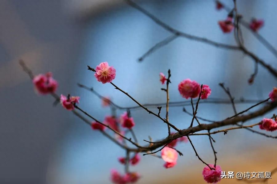 梅花唯美诗词有哪些（十首梅花诗词）