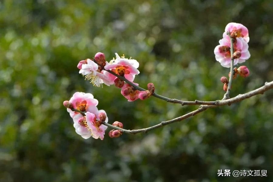 梅花唯美诗词有哪些（十首梅花诗词）