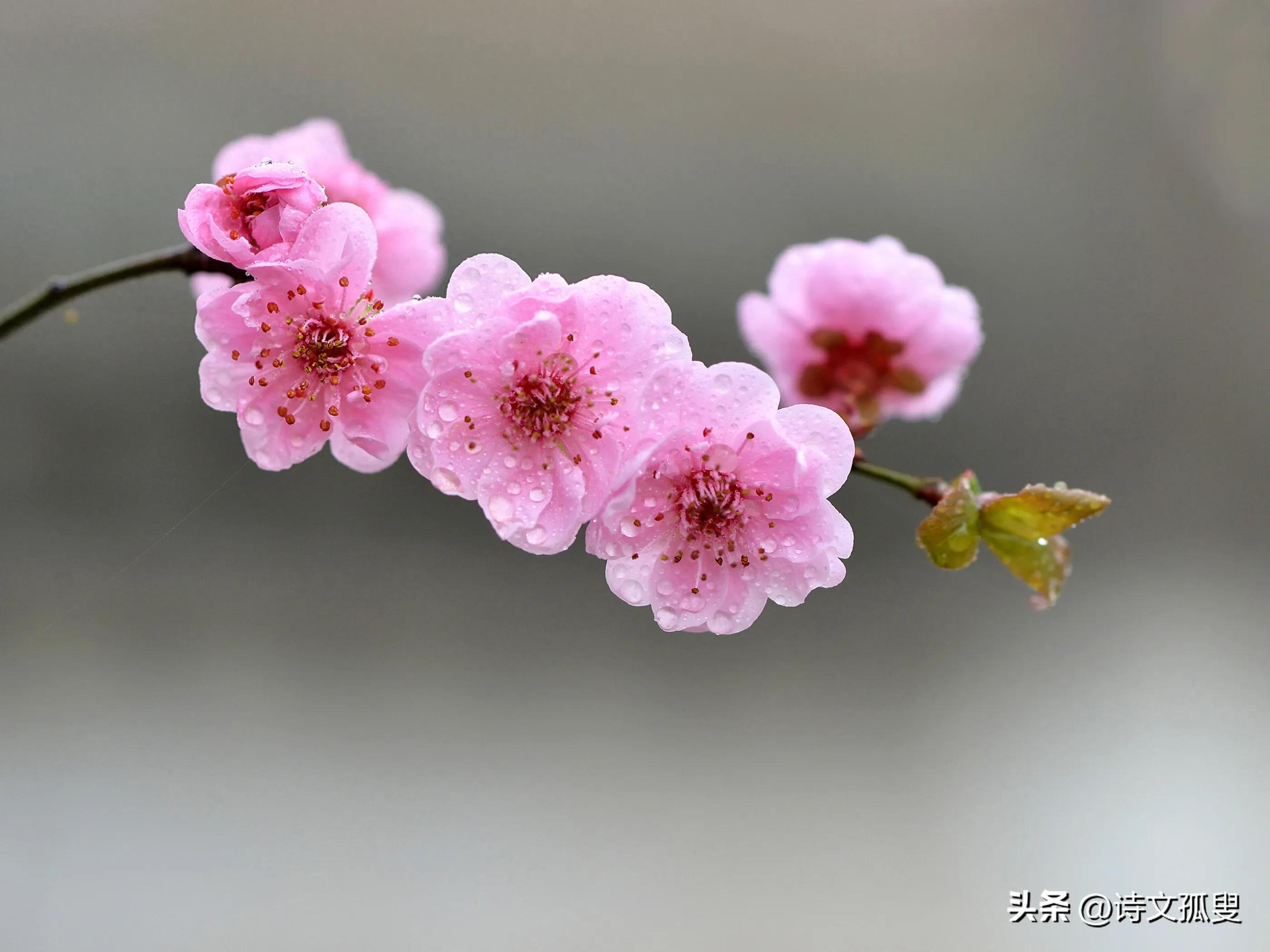 梅花唯美诗词有哪些（十首梅花诗词）