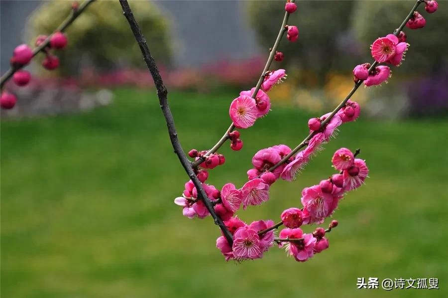 梅花唯美诗词有哪些（十首梅花诗词）