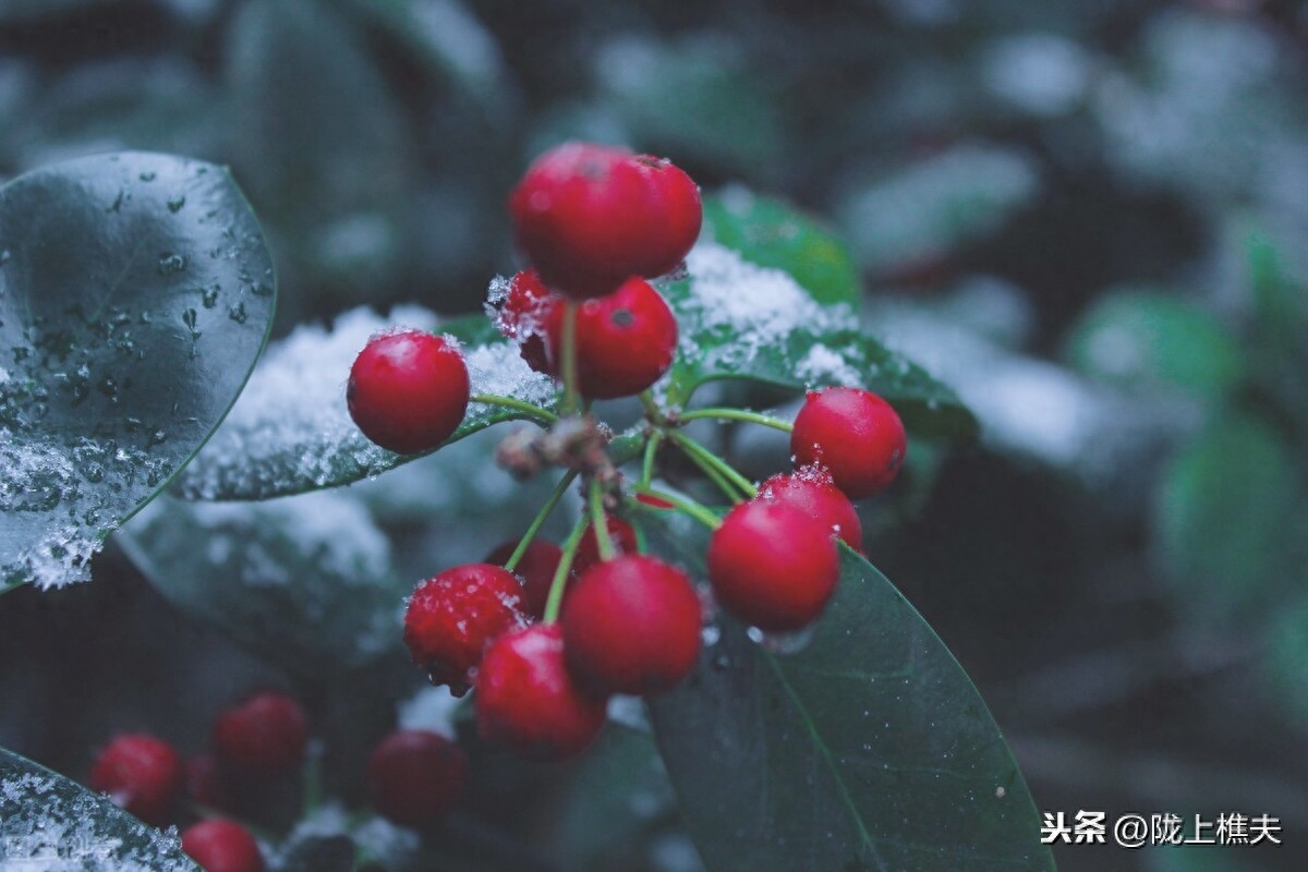 描写雪景的诗句古诗（落雪倾城的诗句）