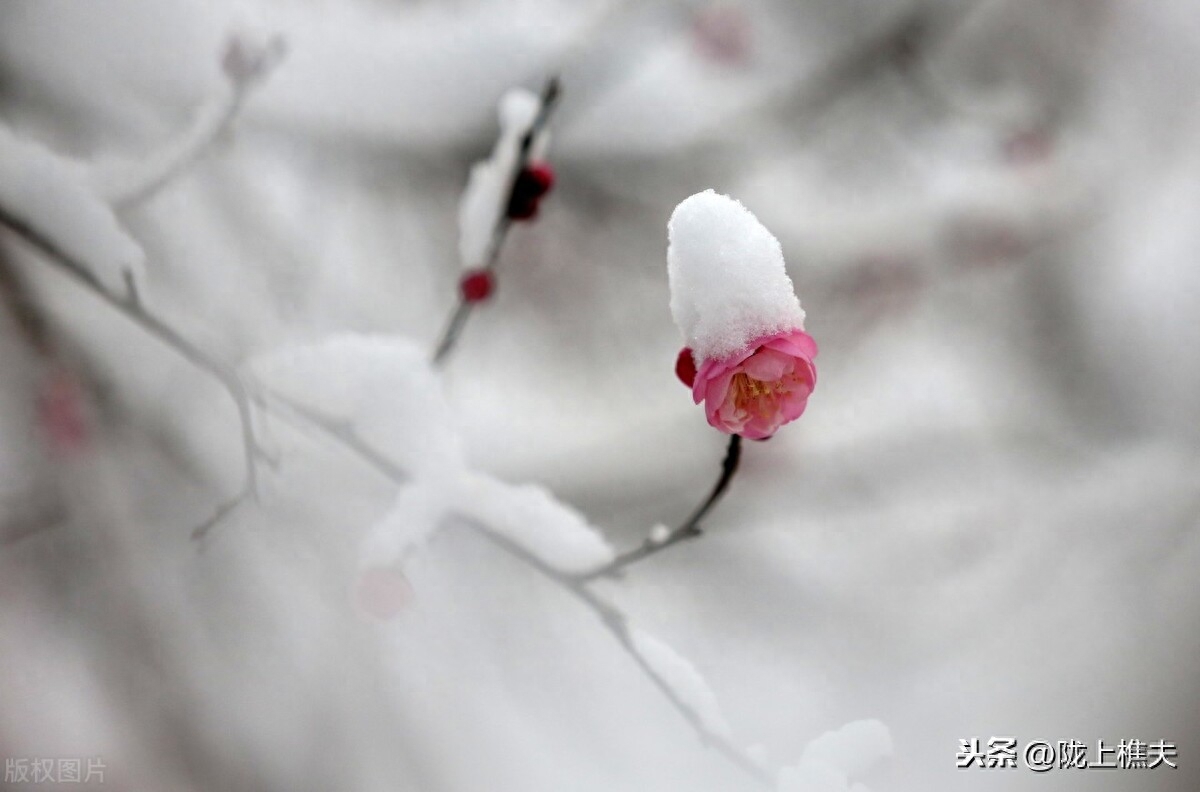 描写雪景的诗句古诗（落雪倾城的诗句）