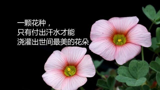 正能量的好词好句好段摘抄大全（正能量传递，喜乐人生）