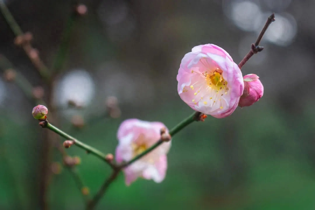 立春节气诗词大全（绝美立春诗词10首）