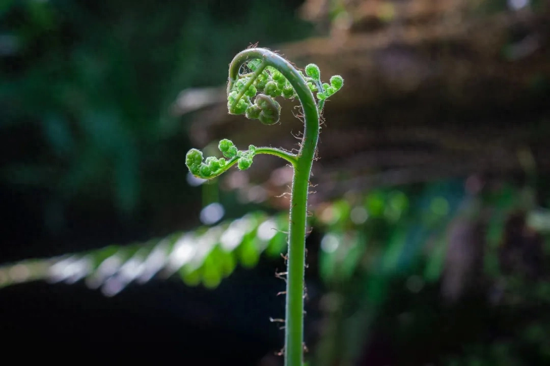 立春节气诗词大全（绝美立春诗词10首）