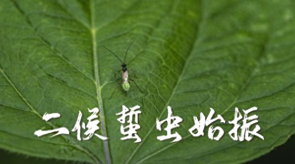 二十四节气之立春古诗词赏析（东风吹拂，万物复苏）