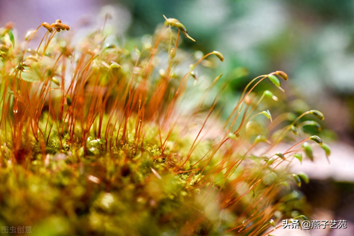 立春节气诗词大全（优美的立春诗词）