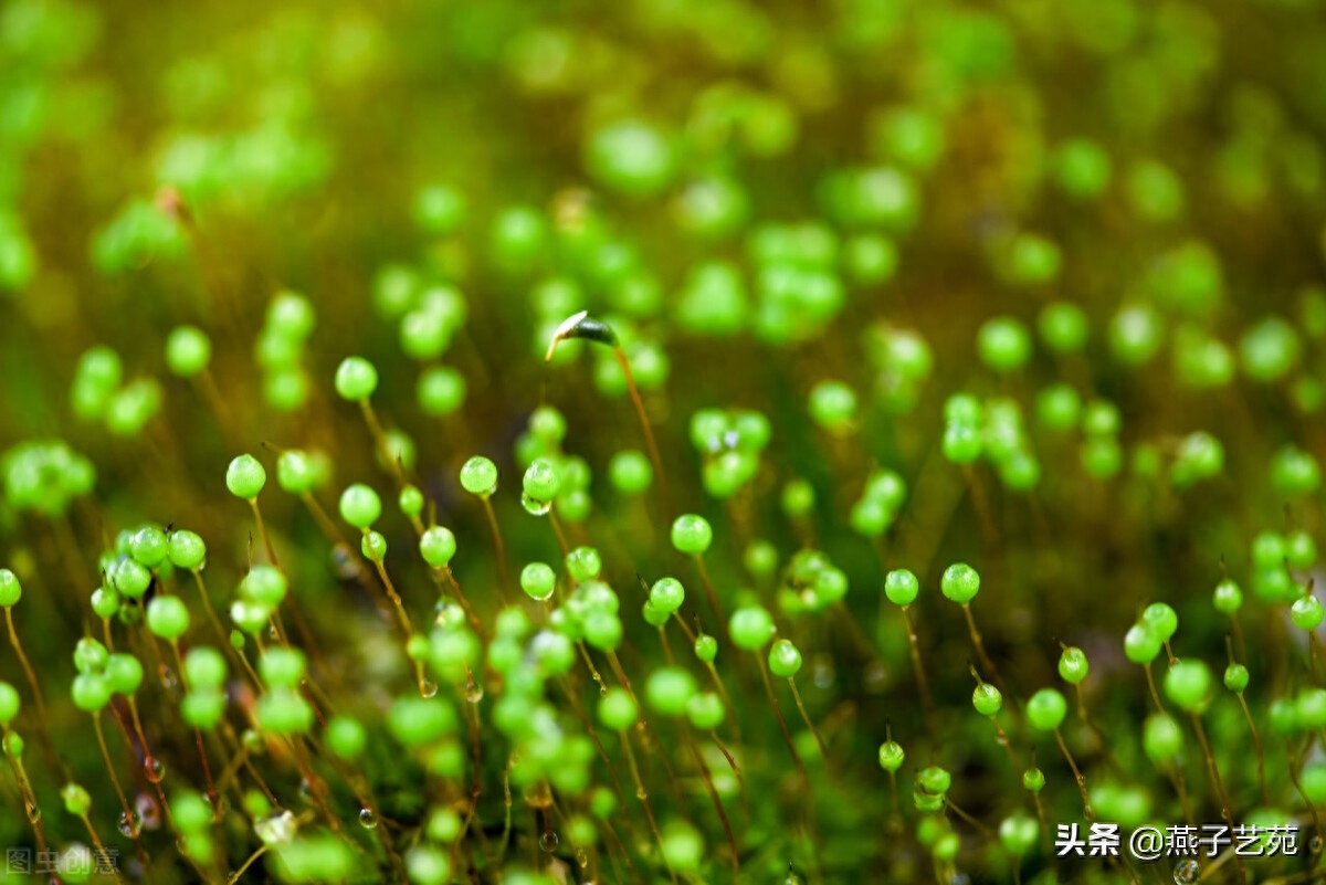 立春节气诗词大全（优美的立春诗词）