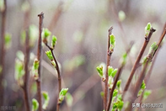 立春节气古诗六首赏析（万物含新意，风条万类滋）