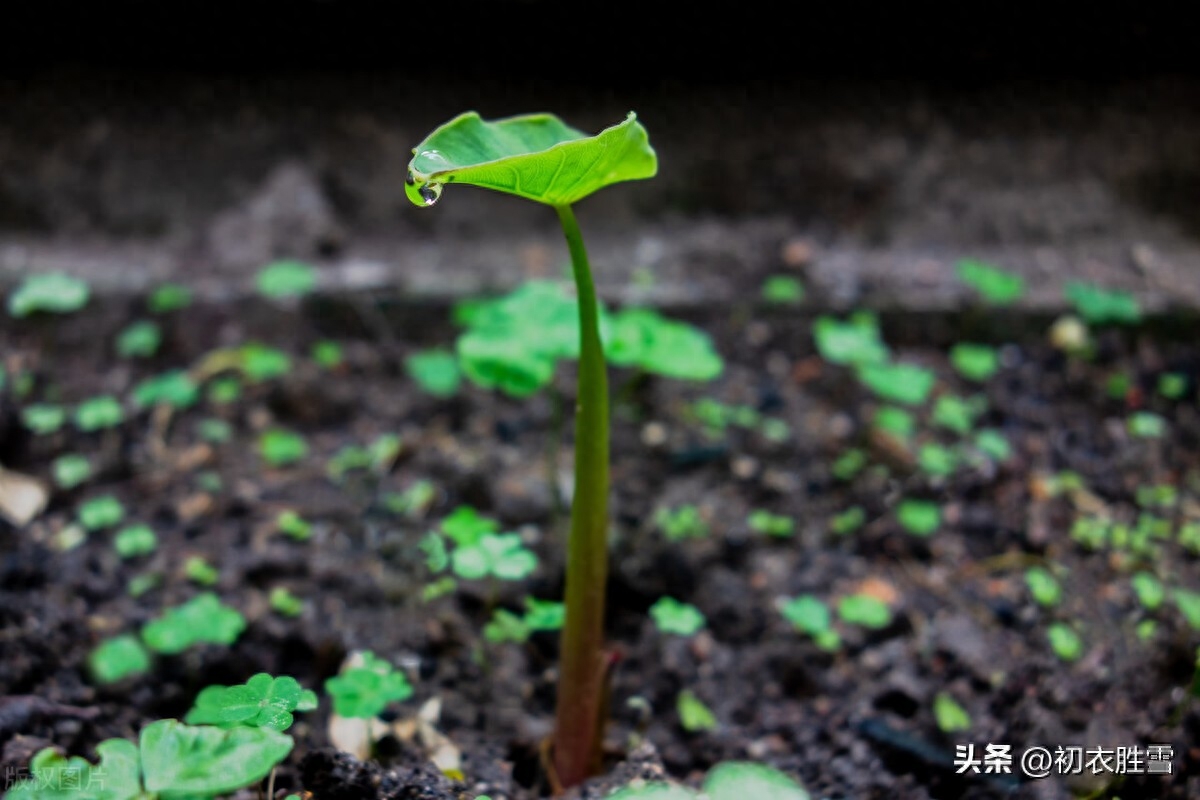 雨水节气诗词五首赏析（春来雨水已流通，必定时和更岁丰）