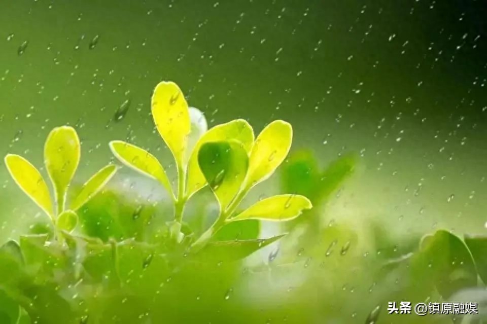 雨水节气诗词鉴赏（雨水二十四节气古诗词）