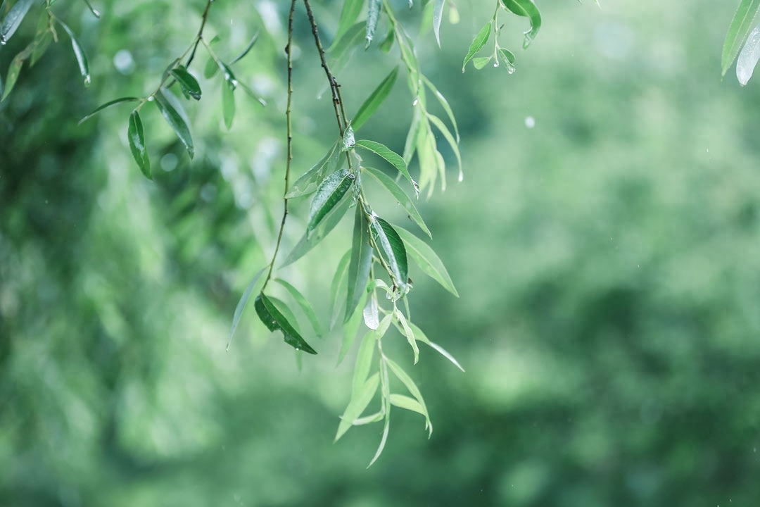 雨水节气诗词鉴赏（10首美到令人心醉的春雨诗词）